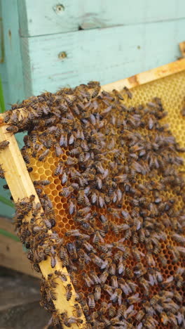 frames of a bee hive. beekeeper harvesting honey. working bees on honey cells. apiary concept. vertical video