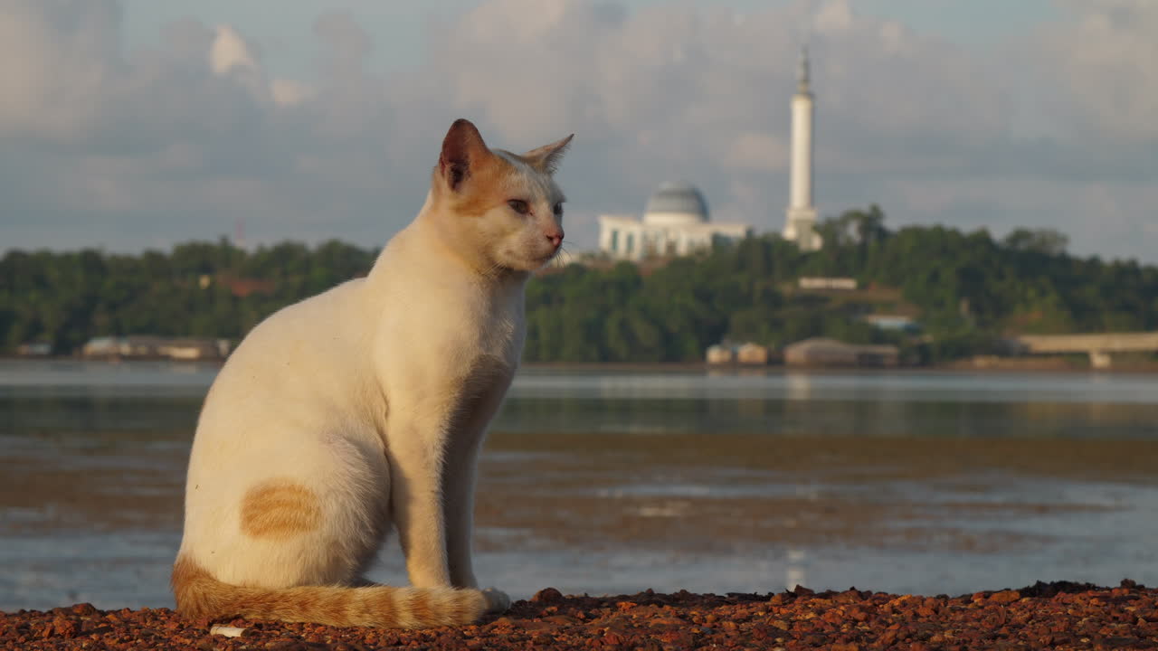 Gatto seduto con l'oceano e una moschea sullo sfondo