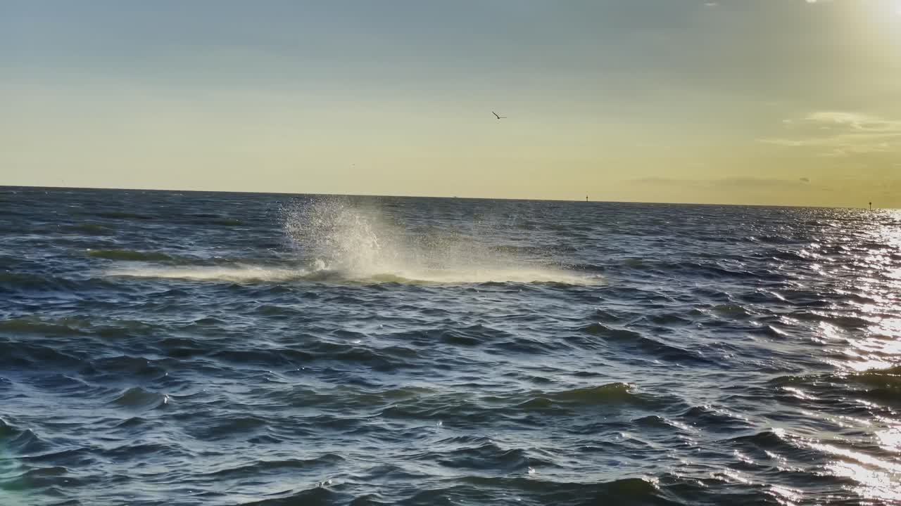Dolphins jumping out of water Gulf Coast Texas UHD