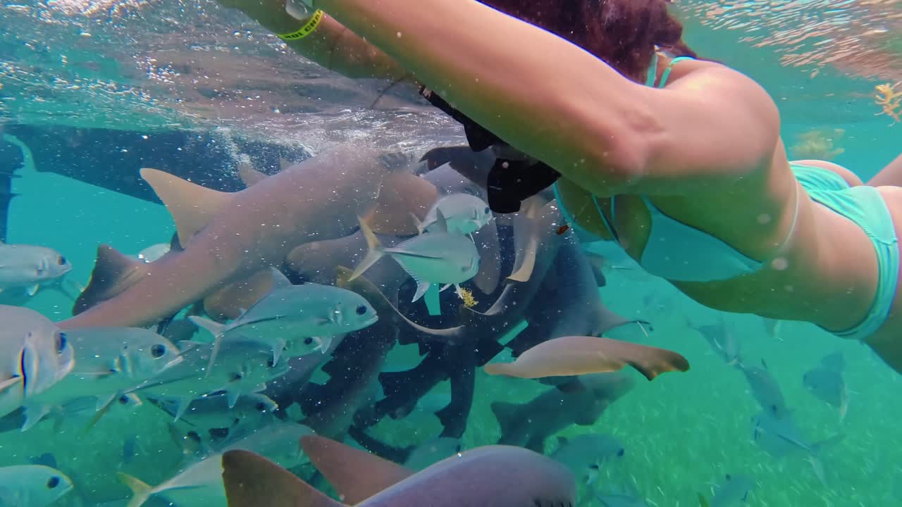 A female snorkeller swims amongst a variety of tropical fish in the clear waters off Hol Chan Marine Reserve, San Pedro, Belize