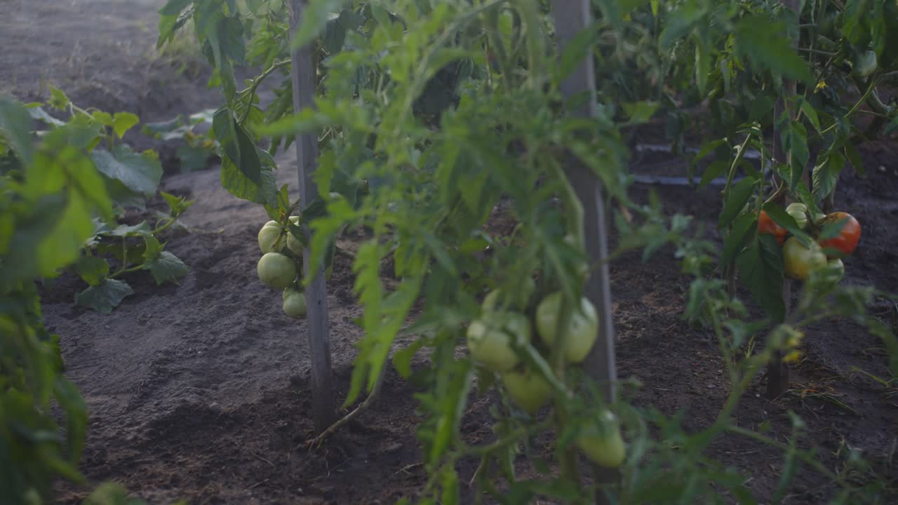 자연 생태 정원 팬에서 자라는 녹색 토마토