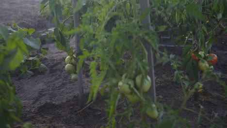 tomates verdes que crecen en un jardín ecológico natural