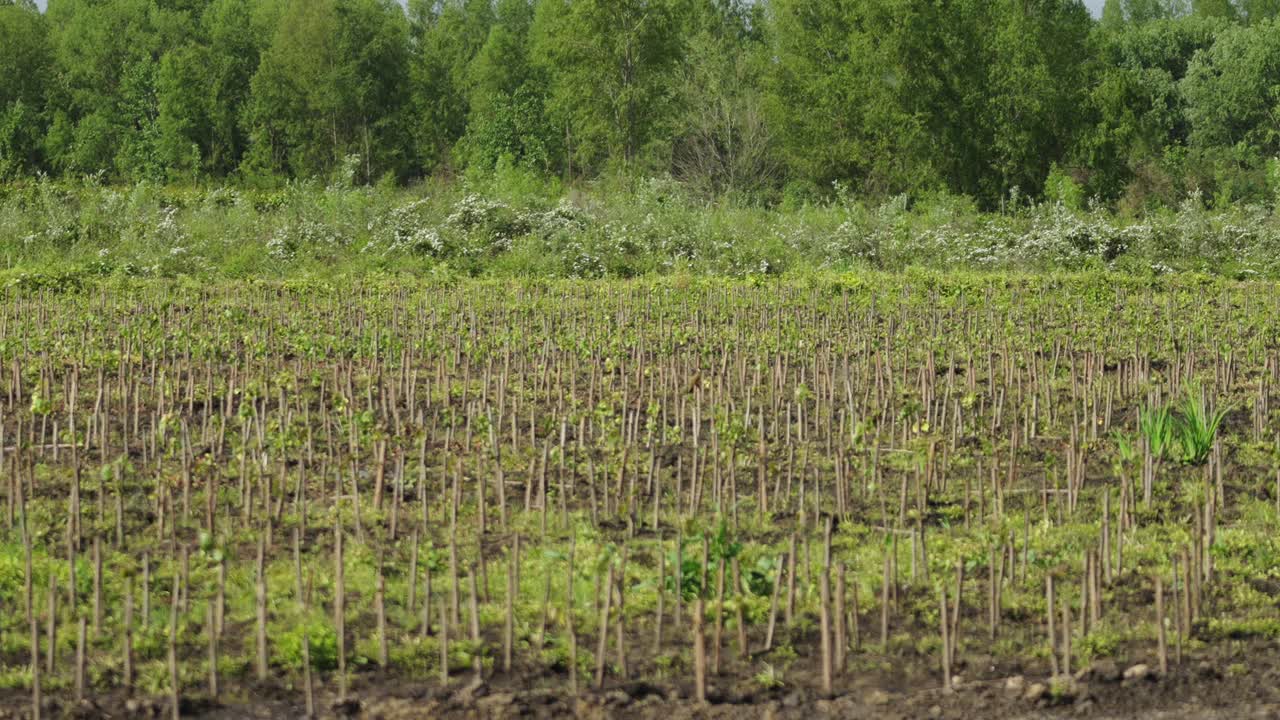 Wide shot of a newly planted poplar field with uniform, aligned rows of saplings and dense green forest in the background