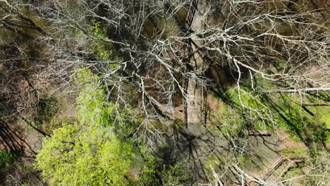 Bell-slough-state-wildlife-management-area,-creekside-trees-in-early-spring,-aerial-view