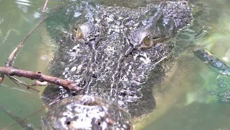 el cocodrilo del estuario se esconde en el estanque