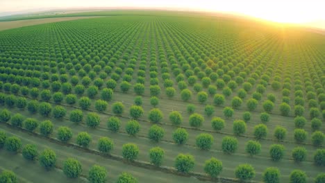 Una-Hermosa-Antena-Sobre-Un-Enorme-Huerto-De-Almendros-En-California-Al-Atardecer