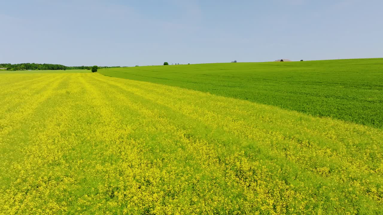 Peaceful flight above rural fields in Latvia with yellow, green colors merging