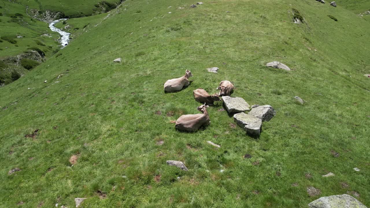 Cows by pasting Barranc de Berasti, Clot de la Mainera, edges of Llessui, Llessui