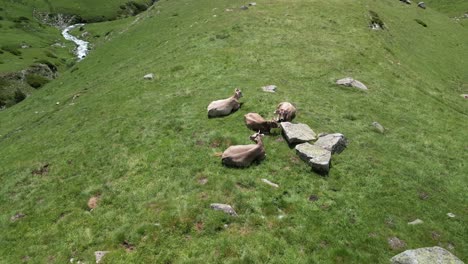 cows by pasting barranc de berasti, clot de la mainera, edges of llessui, llessui