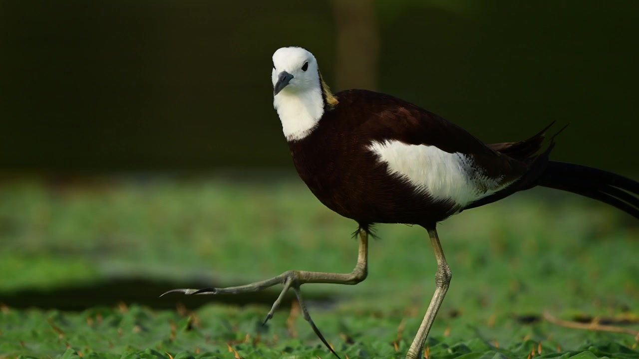 Fermandosi a metà passo, una bellissima Jacana coda di fagiano selvatica gira la testa direttamente verso la fotocamera mentre si trova su uno strato lussureggiante di lenticchia d'acqua verde.