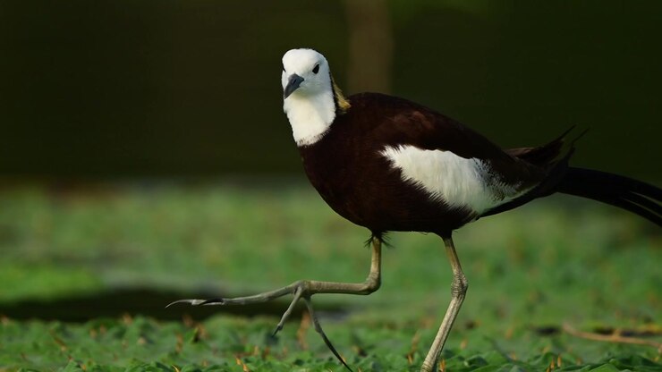 Fermandosi a metà passo, una bellissima Jacana coda di fagiano selvatica gira la testa direttamente verso la fotocamera mentre si trova su uno strato lussureggiante di lenticchia d'acqua verde.