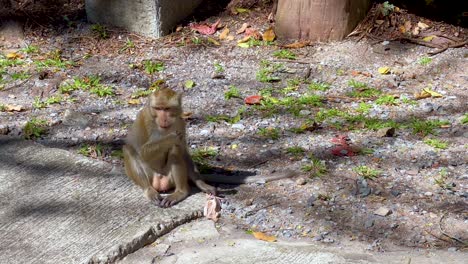 monkey explores surroundings near a rubbish bin