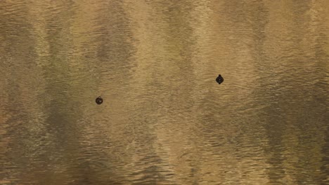 a single duck glides smoothly across calm, golden-hued water, creating gentle ripples. natural lighting and a steady camera capture a tranquil lakeside scene