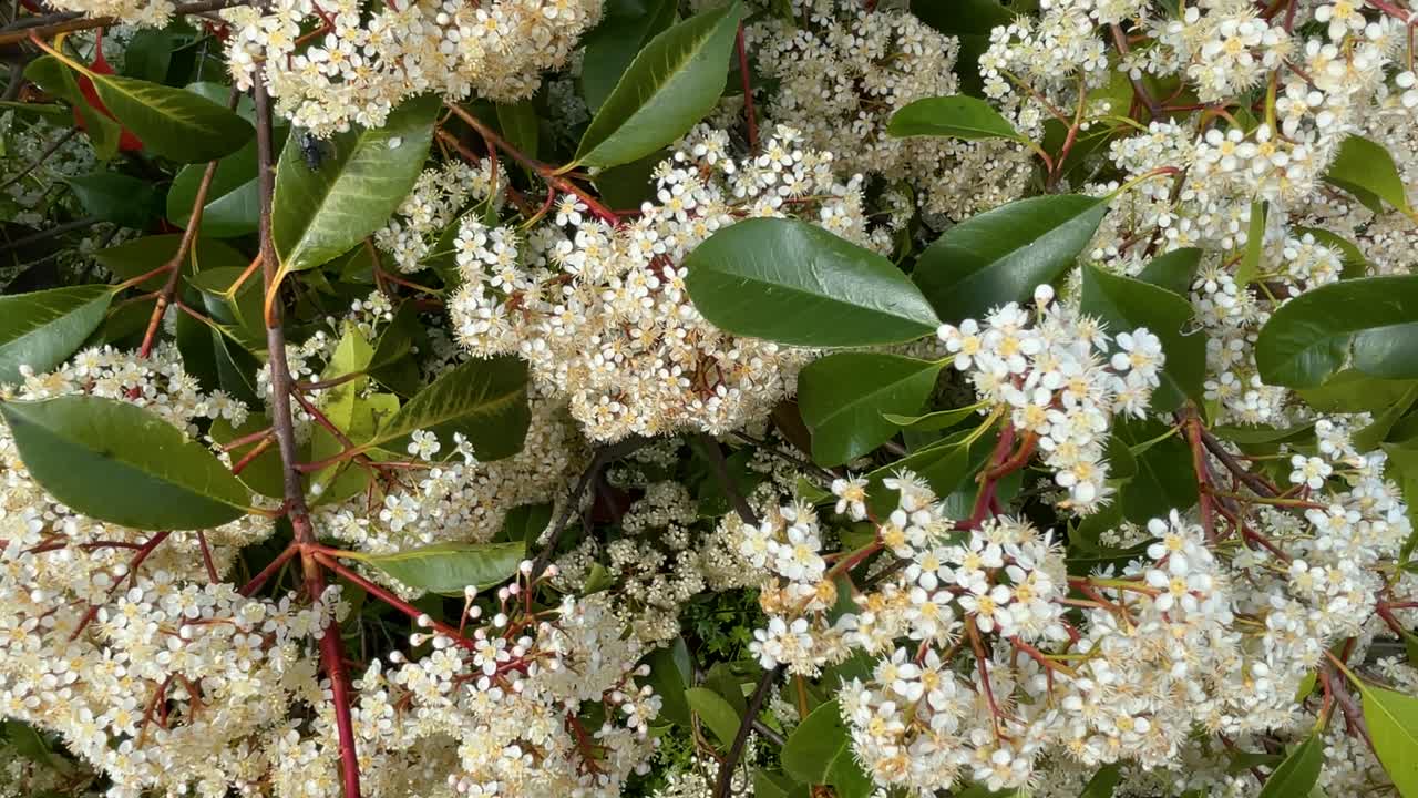 Slow motion upward shot of a Photinia with lush white clustered flowers and green leaves where insects rest, ending with a vibrant blue sky. A delicate and peaceful moment in nature.