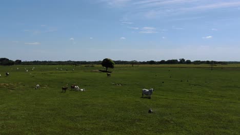 Drone-flight-over-meadow-with-cows-and-anthill