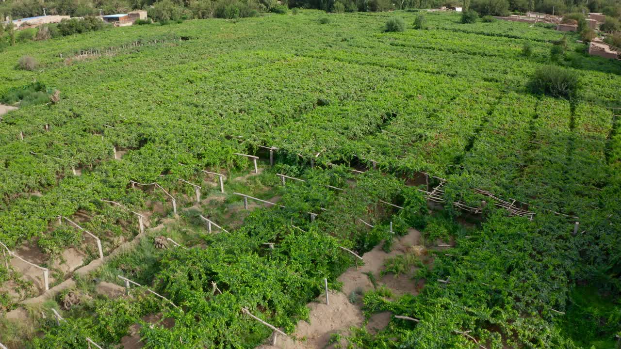 tiro de inclinación de la agricultura campo de viñedos verdes en el área desértica
