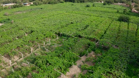 tiro de inclinación de la agricultura campo de viñedos verdes en el área desértica