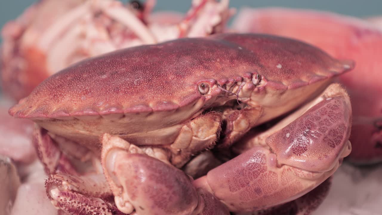 el cangrejo rojo mueve sus tentáculos con las garras metidas