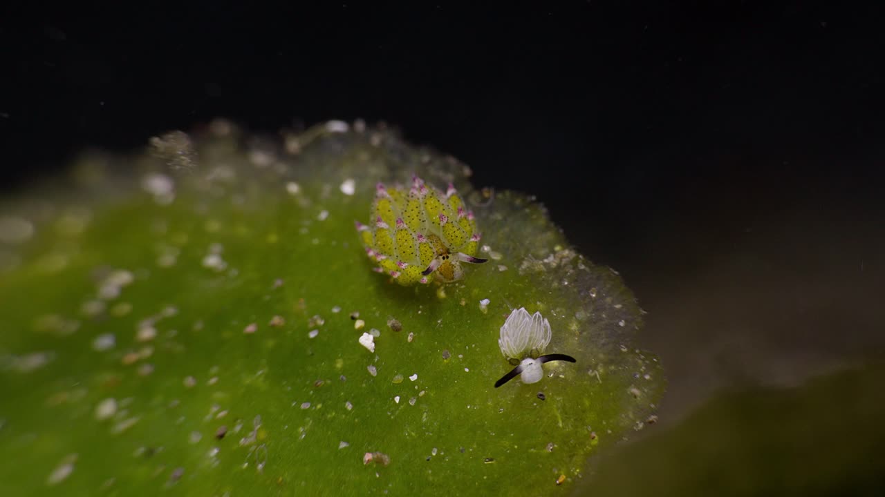 shawn el nudibranch de la oveja con un juvenil, anilao, filipinas
