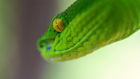 La-Víbora-De-Labios-Blancos-Es-Una-Víbora-Venenosa-Endémica-Del-Sudeste-Asiático-Y-A-Menudo-Se-Encuentra-Durante-La-Noche-Esperando-En-Una-Rama-O-Rama-De-Un-árbol-Cerca-De-Un-Cuerpo-De-Agua-Con-Muchos-Alimentos