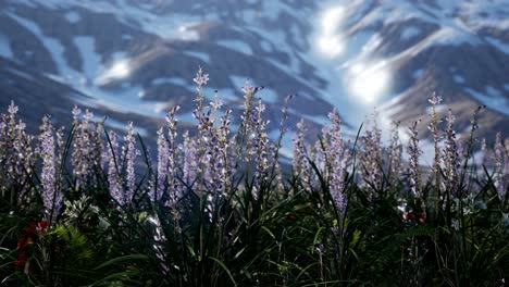 lavender field with blue sky and mountain cover with snow