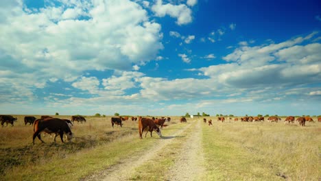 a peaceful rural scene with cows grazing in a green meadow under a blue sky