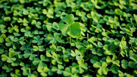 vibrant green clover field with a prominent shamrock