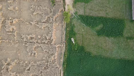 Drone-view-of-farmers-working-in-the-agriculture-field,-village-life-in-Punjab,-India-and-Pakistan