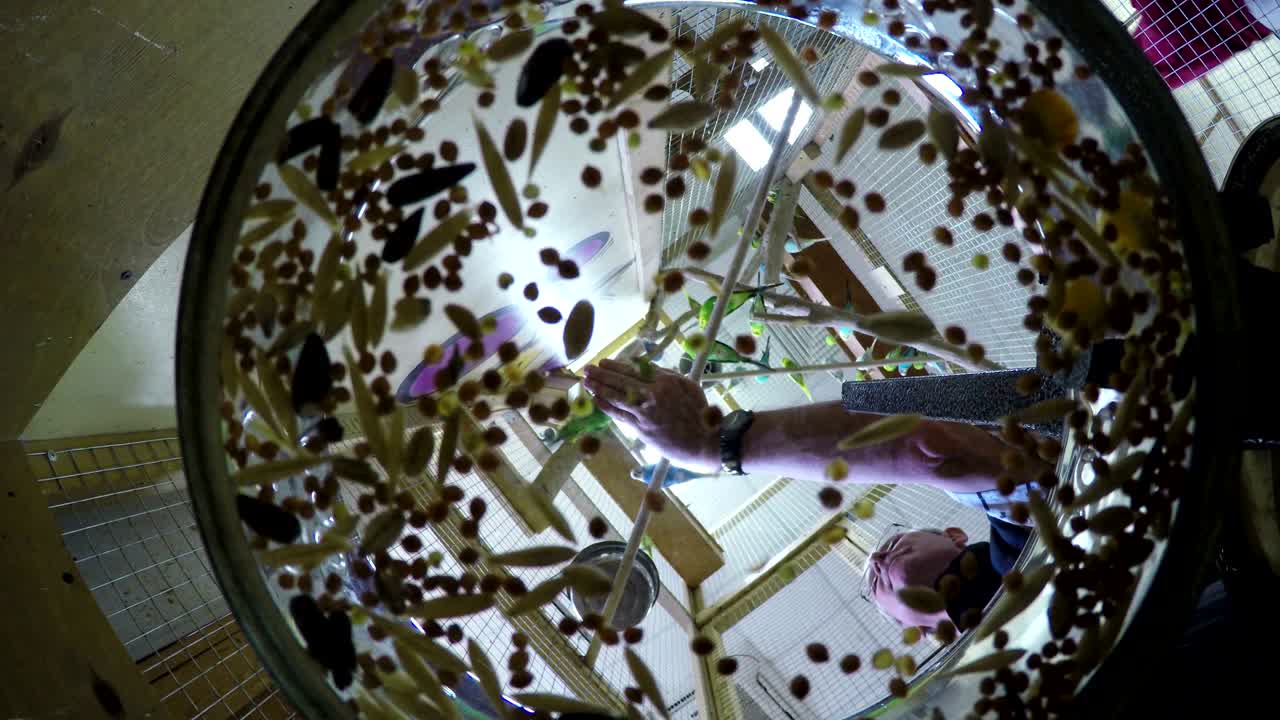 노인에게 무새를 먹이는 사람, 손을 만지거나 만지는 동물원, 초록색과 파란색의 무, 기의 감정, 애완동물의 부드러움, 낮은 각도 관측, 새의 리