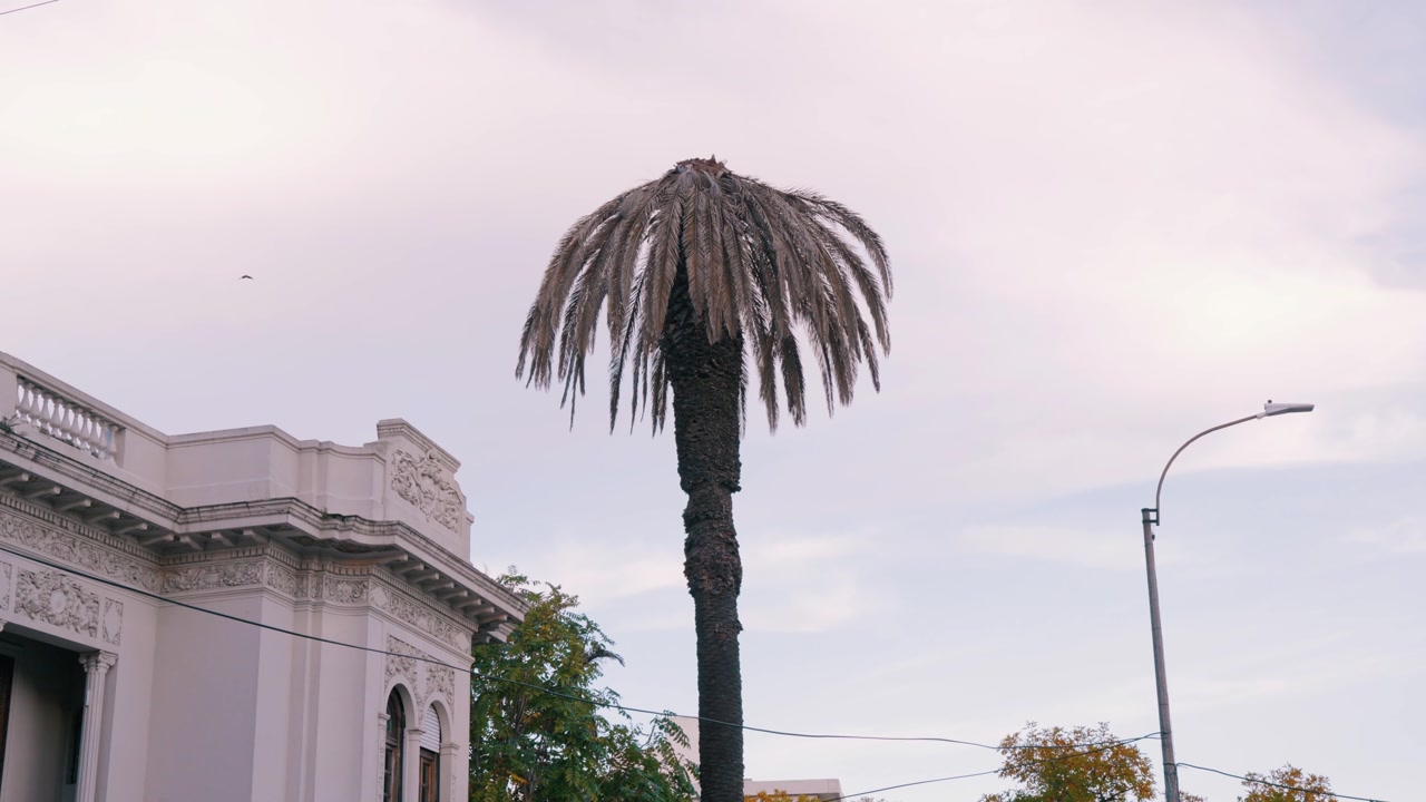 Minimalist shot of a withered palm tree with drooping fronds under an overcast sky. Strong visual metaphor for decay, environmental stress, and the impact of pests on urban vegetation.