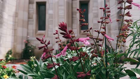 purple and pink flowers in a garden