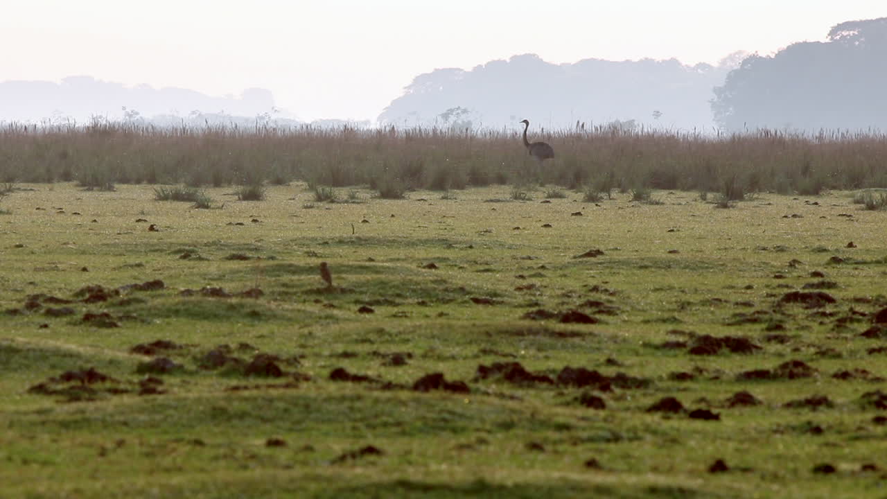 Uccello Rhea, grande, grigio ed esotico, tipico della foresta pluviale, che cammina nell'erba alta della savana tropicale.