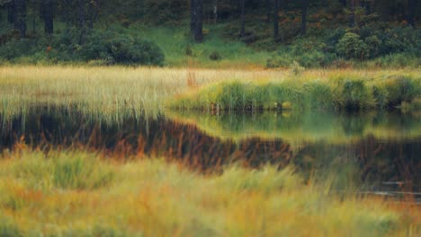 a swampy lake with grassy banks in autumn tundra