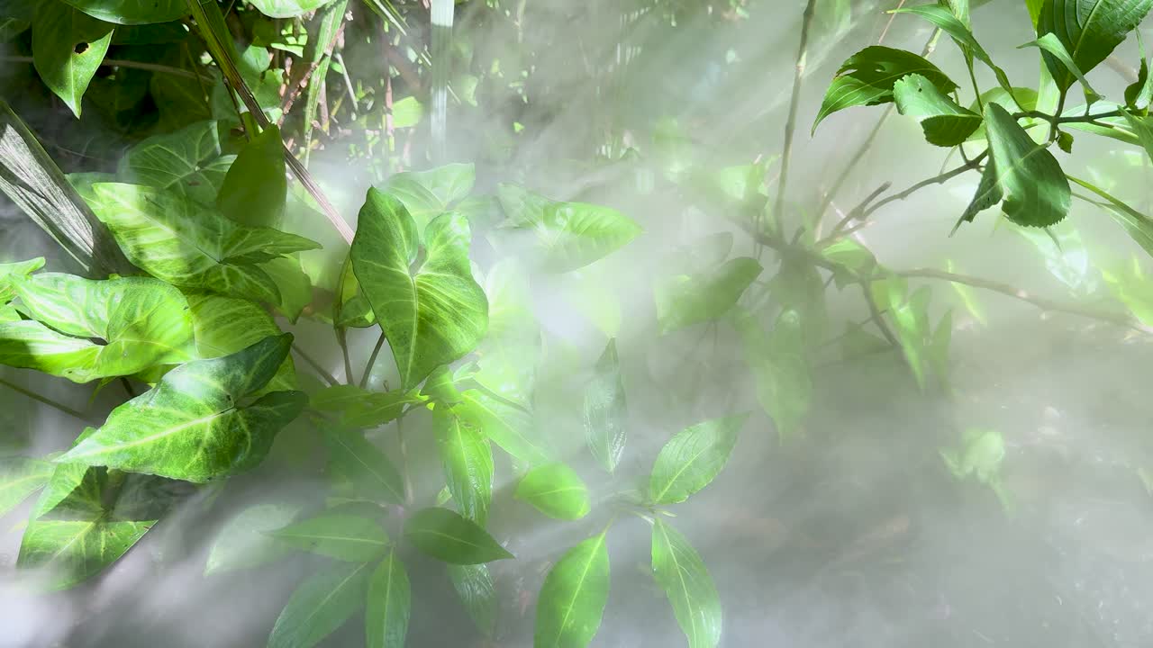 Fitta nebbia che si sposta su vivaci foglie verdi in una luminosa luce naturale della foresta, vista statica della telecamera