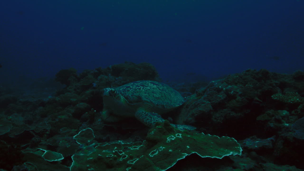 거대하고 아름다운 은 녹색 거북이가 활기찬 단단한 산호초에 휴식을 취하고 있습니다.