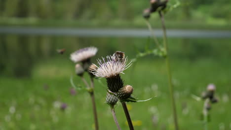 slow motion close-up of bee feeding on wild thistle nectar