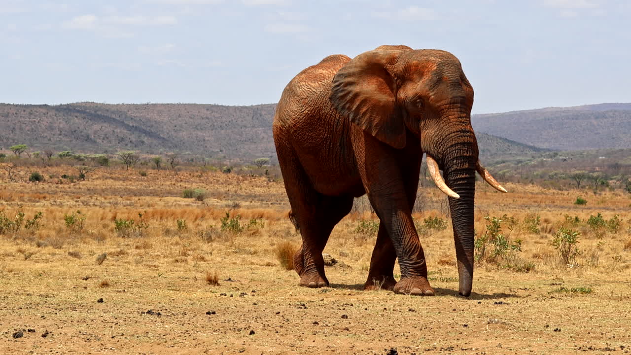 Solitary African elephant bull covered in mud walks over dry landscape
