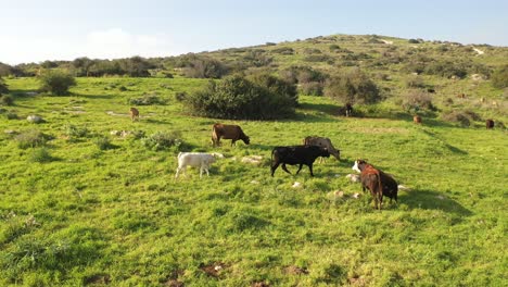 cows grazing in a hilly pasture