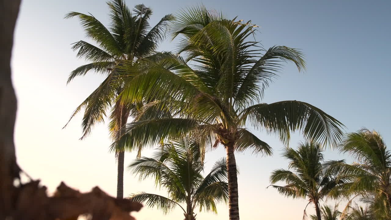 Palm Trees Under a Sky
