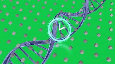 Animation-of-clock-over-dna-strand