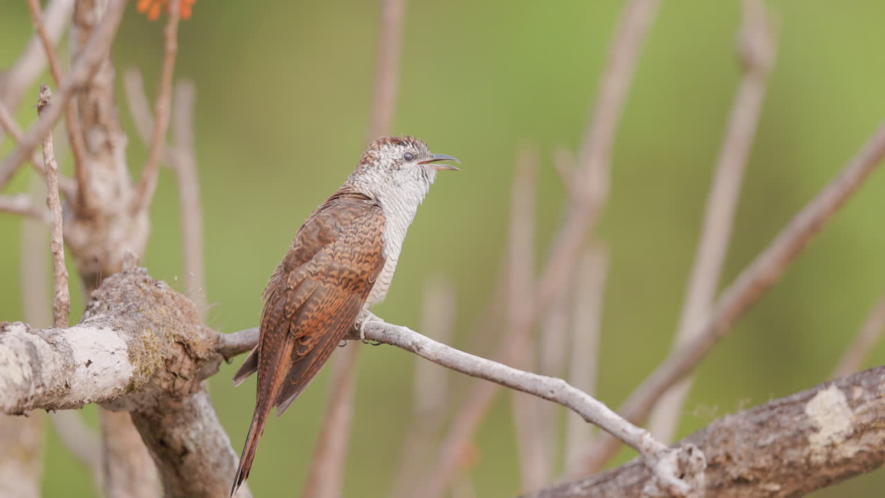 Forest awakens as a bay-banded cuckoo sings at dawn on a warm summer morning in Indian Western Ghats