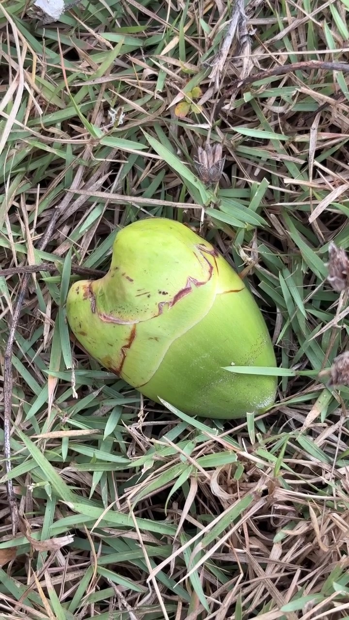 Single Green Coconut Lying on Grass