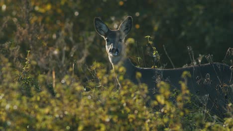 Common-wild-roe-deer-perfect-closeup-on-meadow-pasture-autumn-golden-hour-light