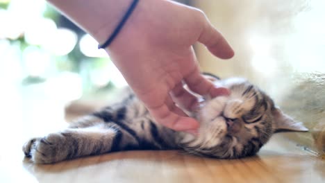 4k close up hands of the girl girl plays with sleeping cute tabby cat