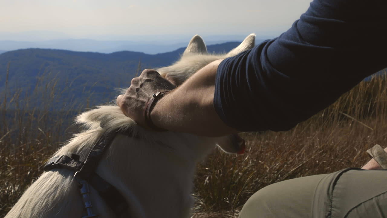 Backpacker and his dog at the top of the hill