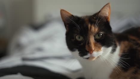 close up of cat laying on bed looking at the camera, blurry background