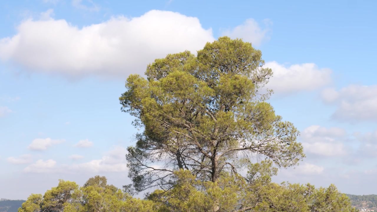A large tree moving its branches in the air and a blue sky with clouds in the background