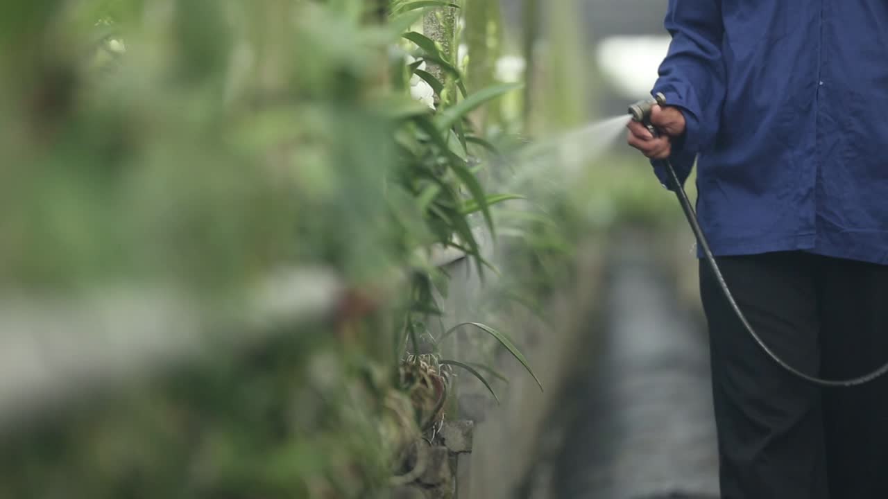 granjero rociando fertilizante a la orquídea en la granja