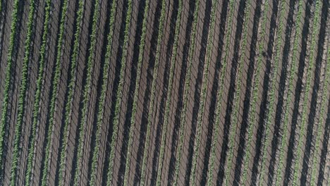 Aerial-cenital-plane-shot-of-a-vineyard-in-Valle-of-Guadalupe-Baja-California