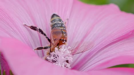 Honey-bee-inside-pink-flower-covered-with-pollen-scratch-base-of-plant